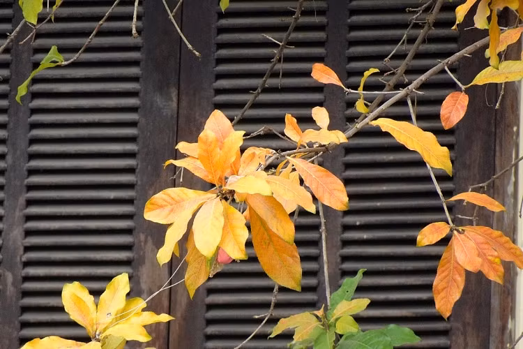 Khung cửa sổ nhà phố được tô điểm bởi những chiếc lá lộc vừng chuyển màu. Ảnh: Petrotimes.