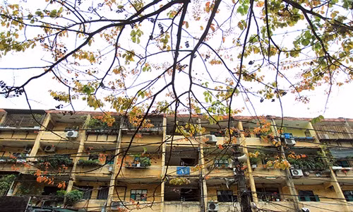 Màu vàng cổ điển của tường chen sắc đỏ, vàng của màu lá khiến ngay cả khu nhà tập thể cũ bỗng đẹp như một cuốn phim cổ xưa. Ảnh: Dân Việt.