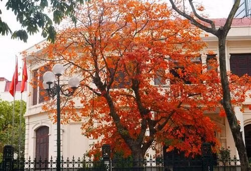  Biệt thự 2 tầng ẩn mình dưới sắc đỏ lộc vừng. Ảnh: Dân Việt.