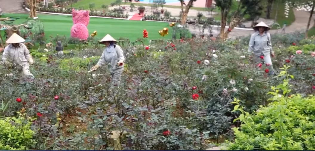 Để chăm sóc vườn hoa khổng lồ này, mỗi ngày có hàng chục công nhân vun trồng. Ảnh: TTXVn.