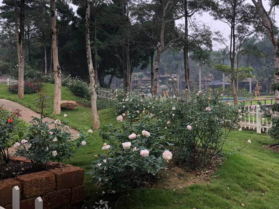 Nhiều gốc hồng cổ thụ được gom về từ khắp các địa phương trên cả nước. Ảnh: Vietnamnet.