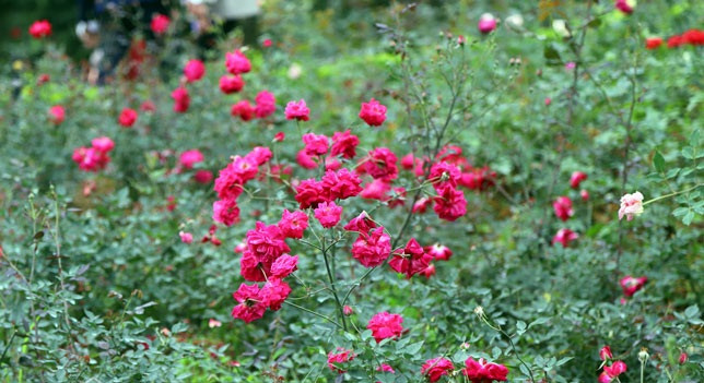 Hàng nghìn bông hoa hồng tỏa hương thơm ngát thu hút nhiều du khách. Ảnh: Dân Việt.