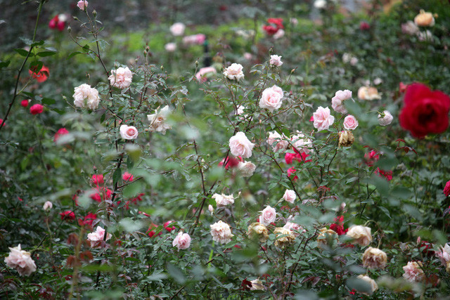 Mỗi đợt nở hoa, cả vườn có chừng 3 triệu bông hồng. Ảnh: Hanoimoi.