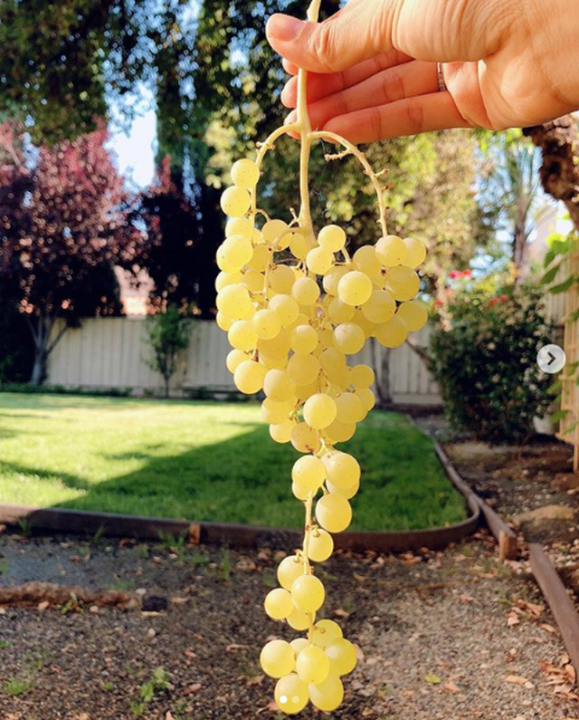 Trái nho được Hoa hậu Phạm Hương thu hái trong vườn nhà mình. Ảnh: FBNV.