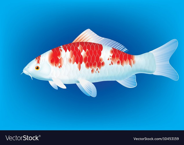 Các yếu tố như làn da khỏe mạnh, kích thước và hình dáng cơ thể, cách di chuyển và màu sắc là những yếu tố làm nên giá trị của cá Koi. Ảnh: BI.