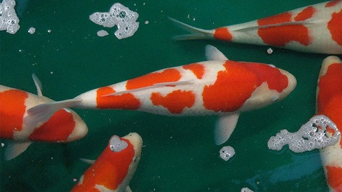 Một chú cá Koi Nhật trưởng thành dài kích thước dài 28 cm – 35 cm có giá 900.000 - 1 triệu đồng/con. Ảnh: BI.