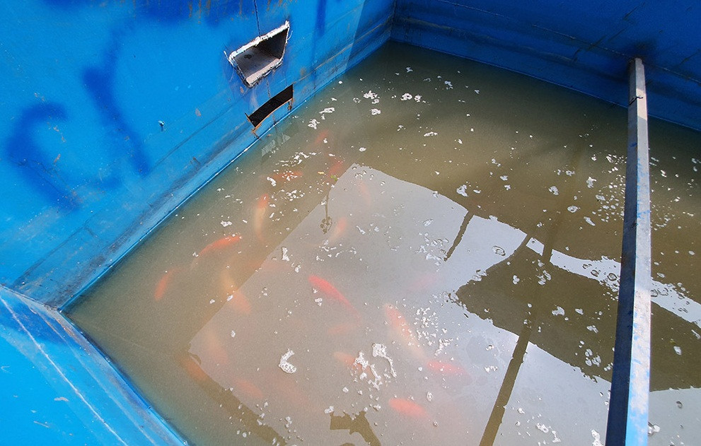 Anh Toàn (Cầu Giấy, Hà Nội) bày tỏ sự băn khoăn: "Nếu không có người trông coi, tôi nghĩ không loại trừ khả năng cá Koi bị bắt trộm". Ảnh: Vietnamnet.