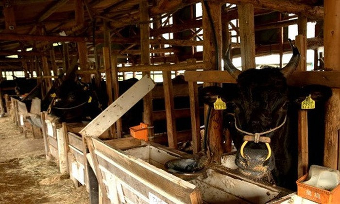 Nếu như các giống bò của Mỹ được nuôi trong khoảng 22 tuần thì bò Wagyu Nhật Bản nuôi trong vòng 30 tháng. Ảnh: The Japan Times.