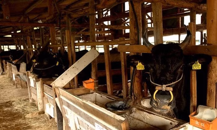 Nếu như các giống bò của Mỹ được nuôi trong khoảng 22 tuần thì bò Wagyu Nhật Bản nuôi trong vòng 30 tháng. Ảnh: The Japan Times.