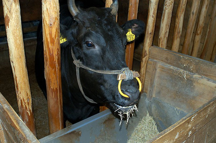 Hầu như tất cả bê Wagyu đều được ăn bằng khẩu phần đặc biệt từ khoảng hai đến ba tháng tuổi. Ảnh: The Japan Times.