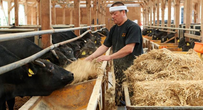 Nhiệt độ trong chuồng bò phải đảm bảo 27 - 18 độ C. Ảnh: Luciesfarm.