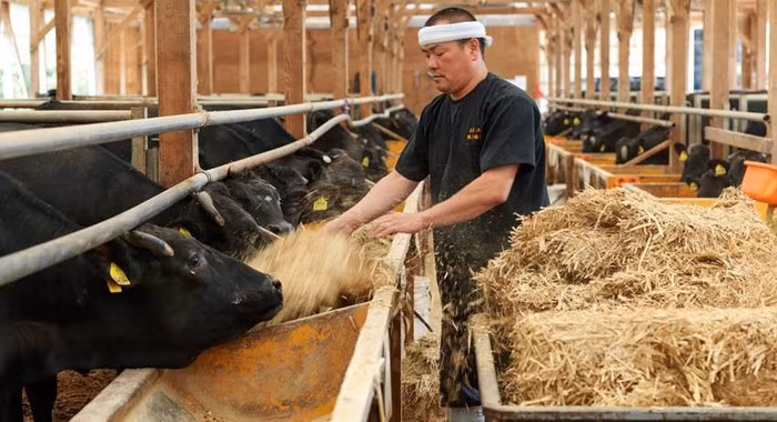 Nhiệt độ trong chuồng bò phải đảm bảo 27 - 18 độ C. Ảnh: Luciesfarm.