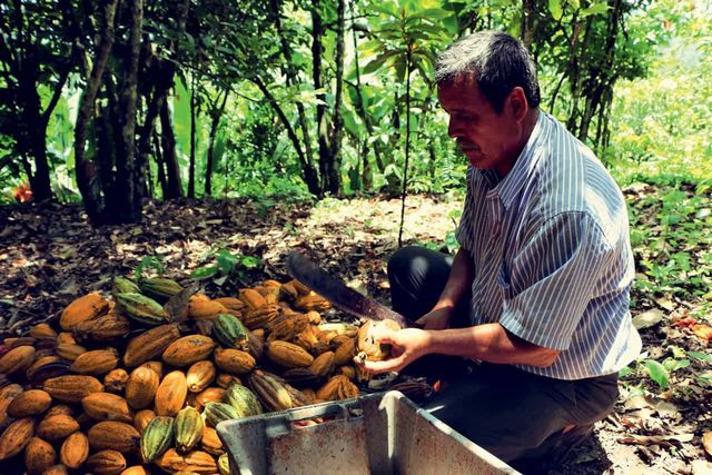 Một lượng nhỏ hạt ca cao đẹp nhất, có độ dài đạt tiêu chuẩn từ 7 đến 8mm sẽ được sử dụng để làm "hạt nhân" cho thanh socola thành phẩm.