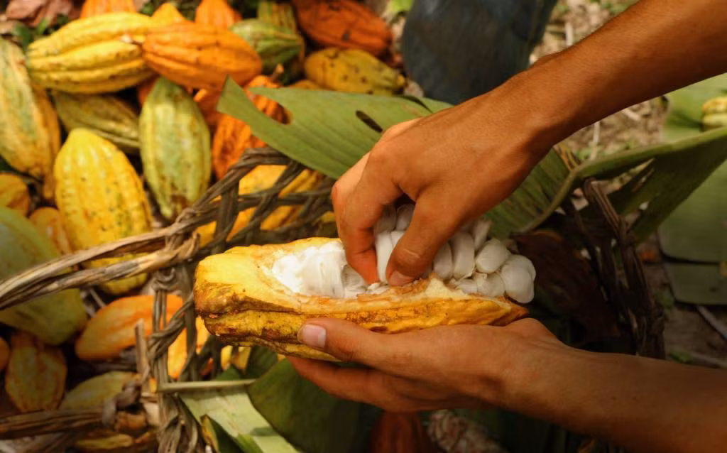 To’ak chocolate được sản xuất từ loại ca cao Arriba quý hiếm bậc nhất thế giới chỉ có tại Ecuador.