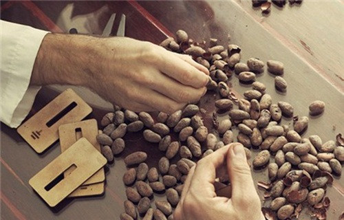 Sau đó những hạt cacao được chuyển tới nhà máy sản xuất. Mỗi thanh socola đều phải trải qua 36 bước chế biến thủ công, từ tách vỏ hạt, làm sạch cho đến khắc tên thương hiệu lên sản phẩm.