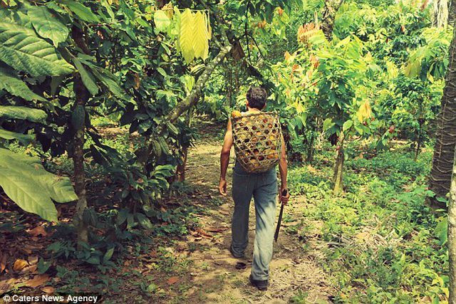 Để đảm bảo hương vị tuyệt hảo cho sản phẩm, người dân sẽ lấy nguyên liệu cho To'ak từ vụ mùa thu hoạch đầu tiên trong năm ở cánh rừng nằm sát bờ biển Ecuador.