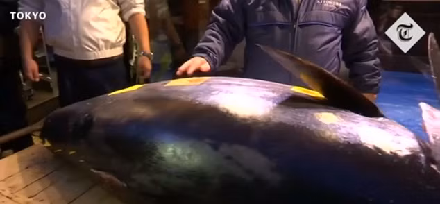 Nhật Bản là quốc gia tiêu thụ cá ngừ vây xanh lớn nhất thế giới.