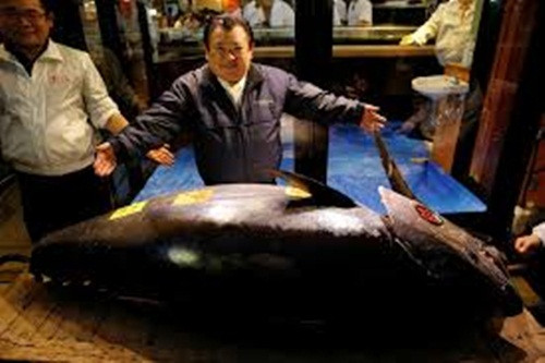 Với mức giá này, ông Kiyoshi Kimura đã tự phá vỡ kỷ lục của mình. Năm 2013, ông đã chi 1,8 triệu USD để mua một con cá ngừ nặng 222kg.