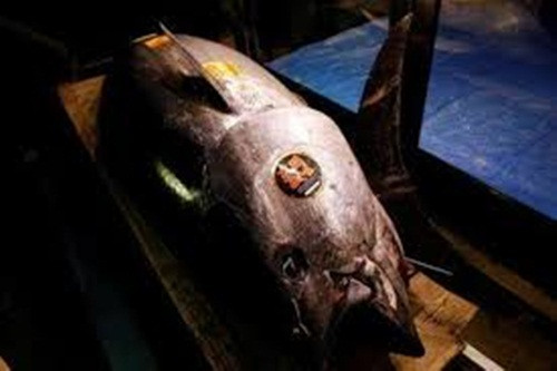 Thường ngày, cá ngừ vây xanh có giá khoảng 90 USD/kg, nhưng có thể tăng lên 445 USD/kg vào cuối năm.