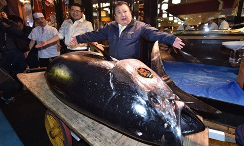 Con cá ngừ mà ông Kimuara vừa mua được đánh bắt ở ngoài khơi bờ biển phía bắc Nhật Bản.