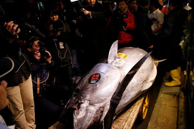 Ngày 5/1, tại buổi đấu giá năm mới đầu tiên ở Tokyo, ông "vua cá ngừ" Nhật Bản - Kiyoshi Kimura đã trả 3 triệu USD (gần 70 tỷ đồng) cho một con cá ngừ vây xanh nặng khoảng 278 kg.