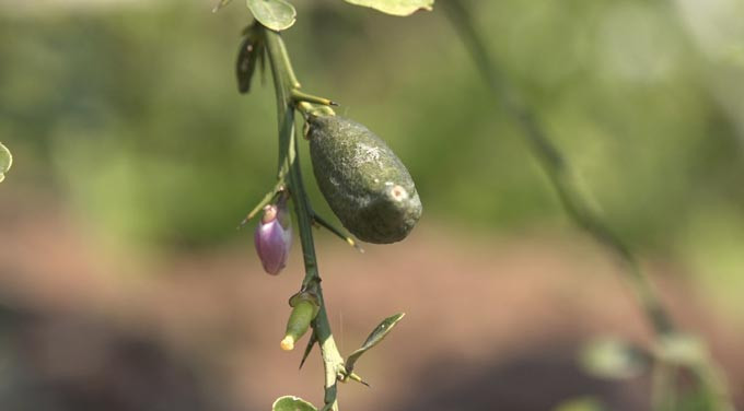 Ky la qua chanh dai nhu ngon tay, ruot day trung ca, gia dat 