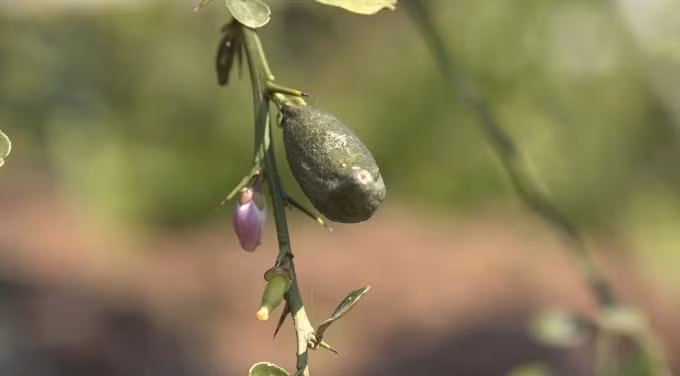 Ky la qua chanh dai nhu ngon tay, ruot day trung ca, gia dat 