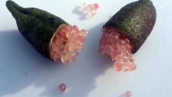 Ky la qua chanh dai nhu ngon tay, ruot day trung ca, gia dat 