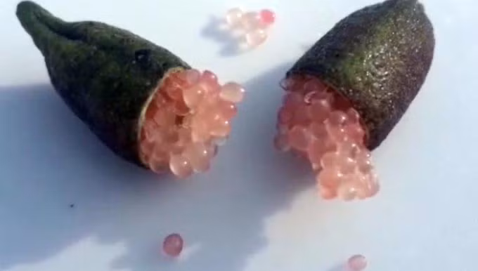 Ky la qua chanh dai nhu ngon tay, ruot day trung ca, gia dat 