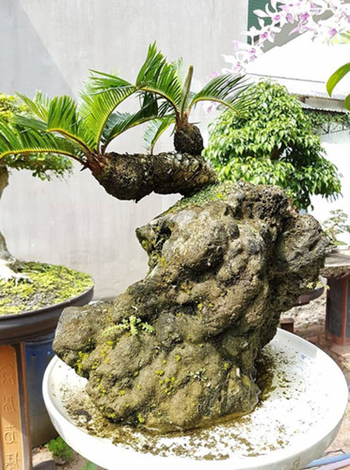 Giá những chậu bonsai vạn tuế không phụ thuộc vào kích thước mà theo dáng, thế hay tuổi của cây. Ảnh: Nhipsongkinhte.