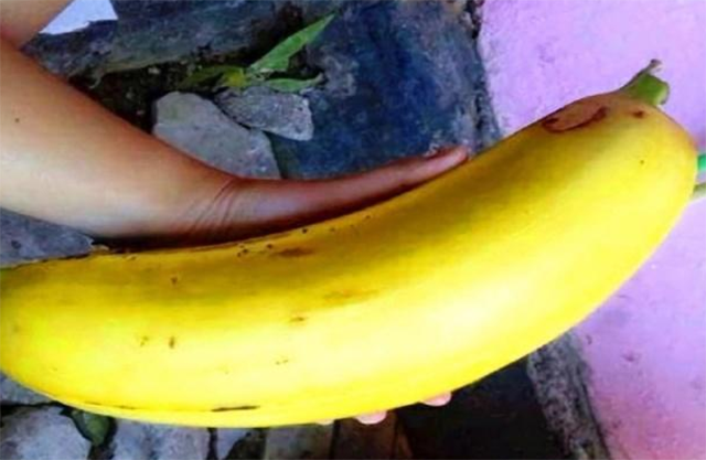 Giống chuối khổng lồ này có tên là Musa Ingens, chỉ trồng được trên cao nguyên nhiệt đới ở Papua New Guinea. Mặc dù nhiều quốc gia muốn trồng loại chuối này nhưng vì điều kiện thổ nhưỡng không phù hợp nên quả chuối không được to như mong muốn. Chỉ có quốc đảo ở Thái Bình Dương này mới có đủ điều kiện để chuối Musa Ingens sinh trưởng.