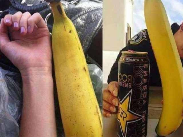 Chuối Musa Ingens là loại trái cây quan trọng nhất ở Papua New Guinea. Ngoài việc ăn trực tiếp, người dân cũng chế biến chúng thành bột chuối hoặc chuối sấy. Ruột chuối được sử dụng trực tiếp như một món ăn nhẹ, bột chuối là nguồn thực phẩm chính của người dân địa phương. Đồng thời vỏ chuối được dùng cho lợn ăn, hoa chuối được xem như một loại rau và thân chuối có thể dệt làm bao hoặc vải.