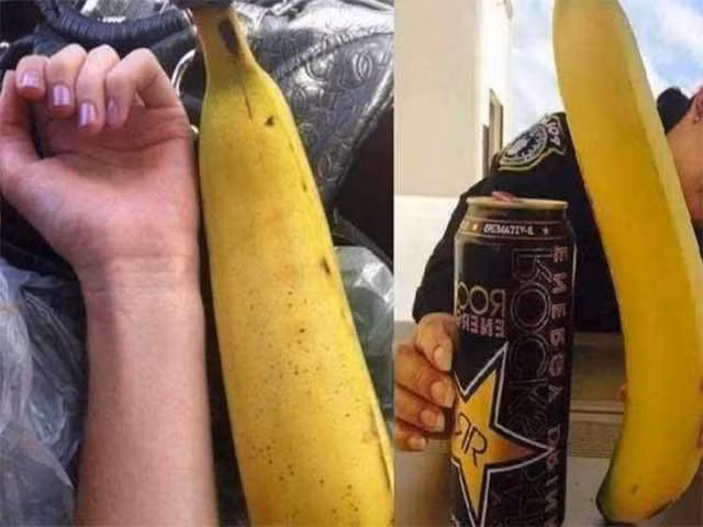 Chuối Musa Ingens là loại trái cây quan trọng nhất ở Papua New Guinea. Ngoài việc ăn trực tiếp, người dân cũng chế biến chúng thành bột chuối hoặc chuối sấy. Ruột chuối được sử dụng trực tiếp như một món ăn nhẹ, bột chuối là nguồn thực phẩm chính của người dân địa phương. Đồng thời vỏ chuối được dùng cho lợn ăn, hoa chuối được xem như một loại rau và thân chuối có thể dệt làm bao hoặc vải.