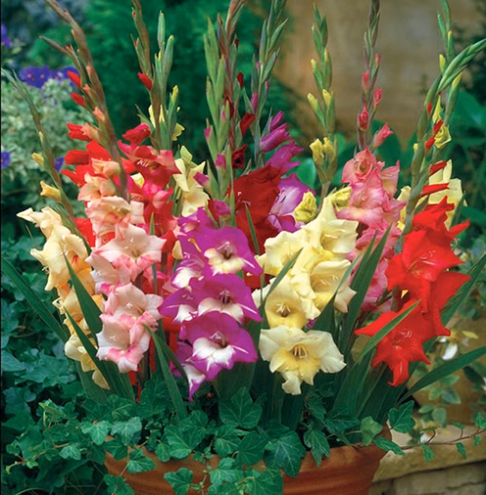 Hoa lay ơn có nhiều màu sắc rực rỡ, dáng hoa yêu kiều, lại tươi rất lâu (từ 10-20 ngày). Vì thế, có thể nói hoa lay ơn là một trong những loại hoa tết thường đươc sử dụng nhiều ở Việt Nam. Ảnh: Happynest.