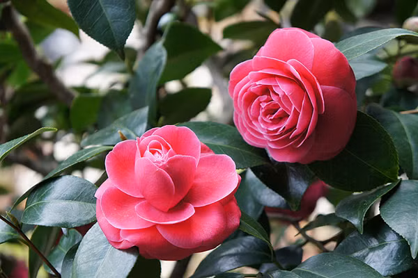 Những người sành chơi hoa chắc chắn không bỏ qua hoa trà thơm. Loài hoa này mang một vẻ đẹp kiêu sa và mùi hương ngây ngất. Ảnh: Hoadepviet.