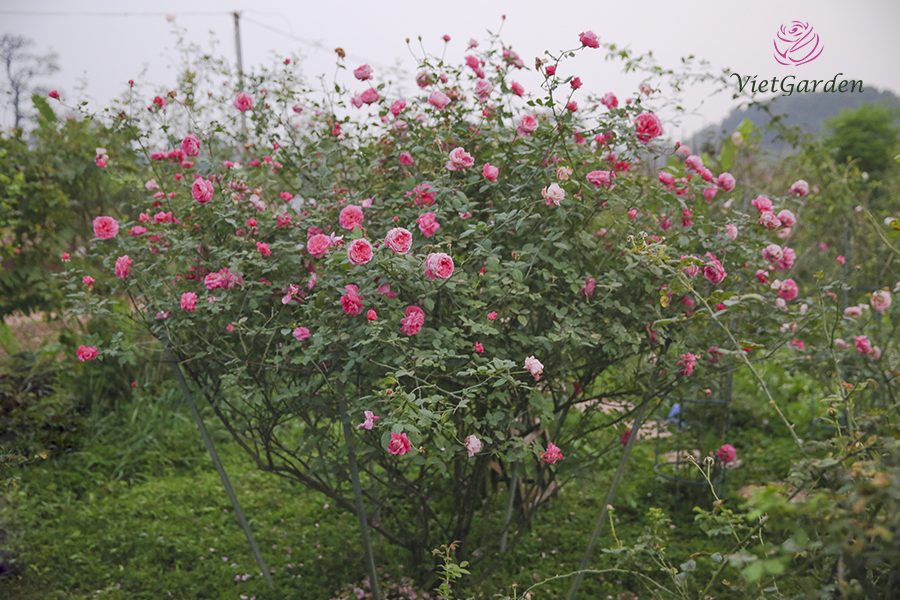 Đáng chú ý, hoa hồng cổ Việt Nam thu hút được sự quan tâm của nhiều người. Nhiều đại gia sẵn sàng bỏ ra cả trăm triệu đồng để sở hữu một gốc hồng cổ vài chục năm tuổi quý hiếm. Ảnh: Vietgarden.