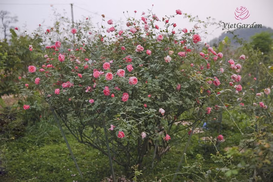 Đáng chú ý, hoa hồng cổ Việt Nam thu hút được sự quan tâm của nhiều người. Nhiều đại gia sẵn sàng bỏ ra cả trăm triệu đồng để sở hữu một gốc hồng cổ vài chục năm tuổi quý hiếm. Ảnh: Vietgarden.