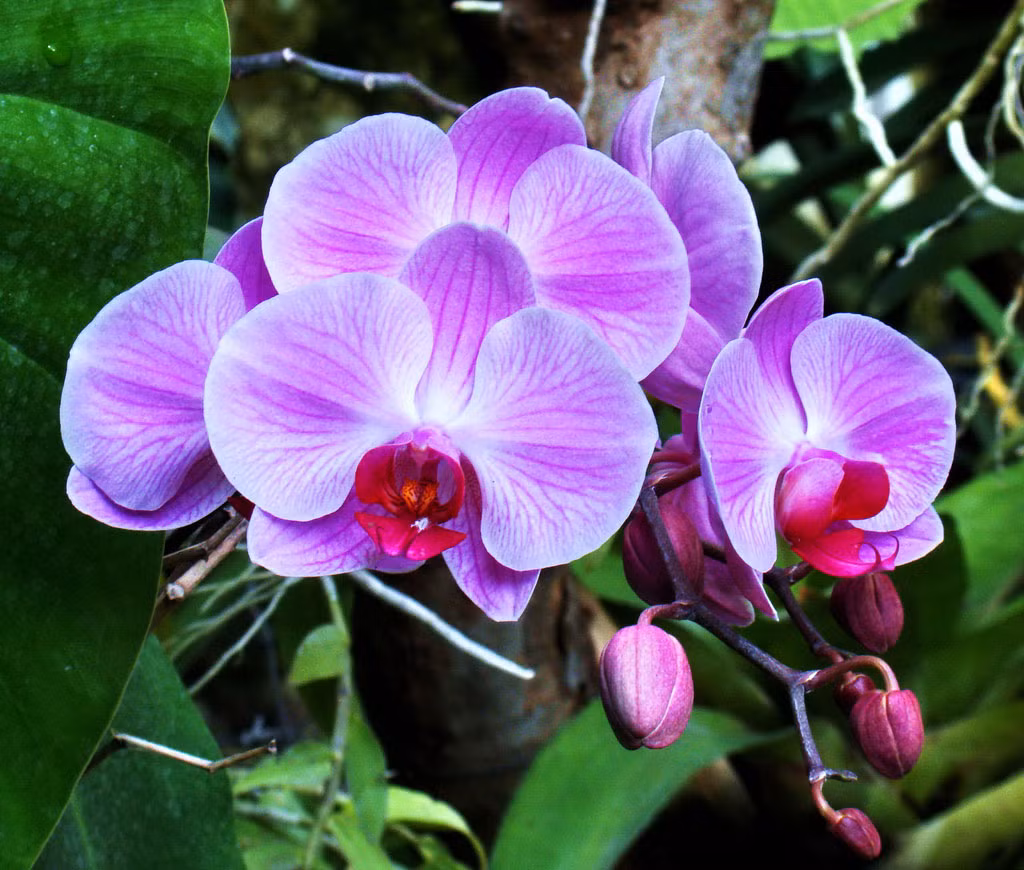 Sở hữu vẻ đẹp kiêu sang, lộng lẫy, thanh tao, thuần khiết mà quý phái, lan hồ điệp tuyệt nhiên không thể bỏ qua trong dịp Tết Nguyên đán. Trong phong thủy, hoa lan hồ điệp còn đem lại may mắn, cát tường cho gia chủ. Ảnh: Hoadepviet.