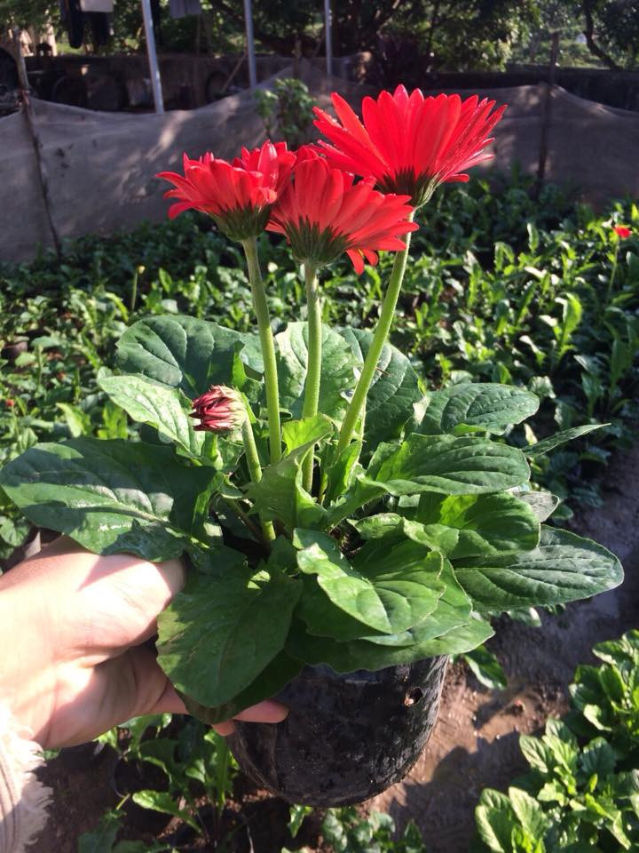 Là loài hoa đem đến may mắn, tài lộc, nên hoa đồng tiền được chọn nhiều trong dịp đầu năm mới. Hoa đồng tiền có nhiều màu sắc, mỗi màu mang một ý nghĩa khác nhau. Ảnh: FB Hà Oanh.