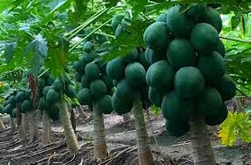 Sở dĩ có giá đắt như vậy là vì đu đủ Nhật được trồng trong nhà kính, theo tiêu chuẩn an toàn. Ảnh: Farming India.