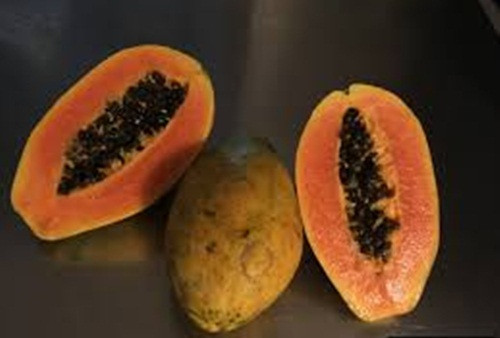 Quả đu đủ Nhật có vỏ cứng màu vàng, ruột đỏ cam và có vị ngọt lịm. Ảnh: Daleysfruit.