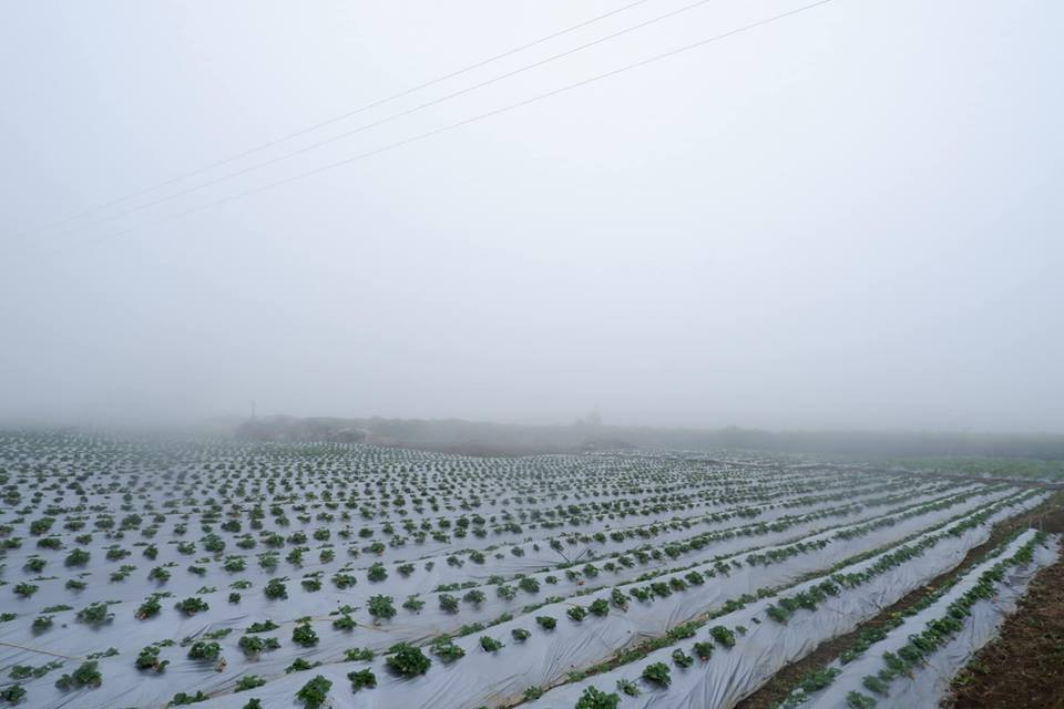 "Đột nhập" vườn dâu tây lớn nhất miền Bắc Trang trại dâu tây lớn nhất miền Bắc nằm dưới ngọn núi nhấp nhô thuộc Bản Áng 2 (xã Đông Sang, Mộc Châu, Sơn La). Ảnh: FB Chimi Farm.