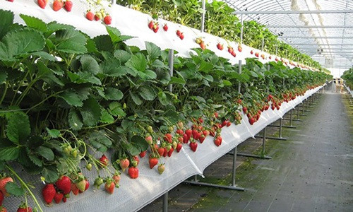 Dâu tây trồng trong nhà kính được trang bị hệ thống tưới tiêu hiện đại, thiết kế chống ngập úng. Ảnh: Youtube.