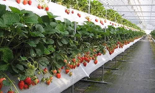 Dâu tây trồng trong nhà kính được trang bị hệ thống tưới tiêu hiện đại, thiết kế chống ngập úng. Ảnh: Youtube.