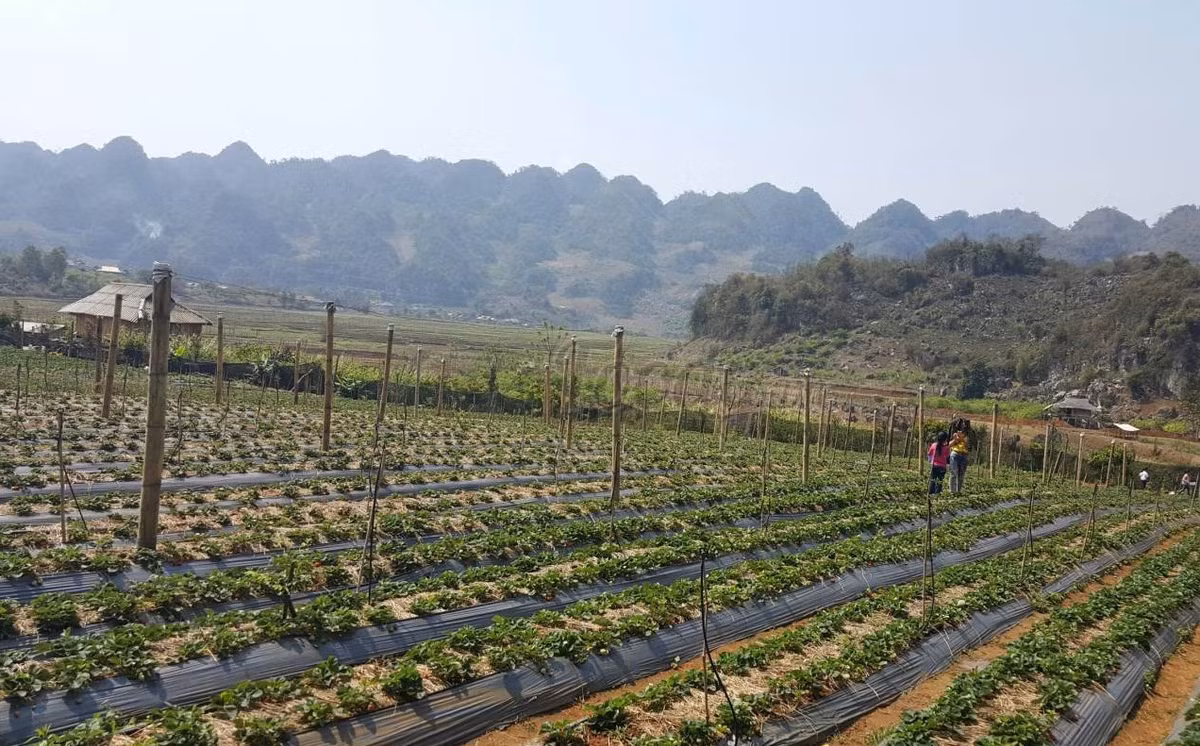 Được coi là đất xấu, khó phát triển nông nghiệp nhưng vùng đất này lại thích hợp với trồng dâu tây. Ảnh: Foody.