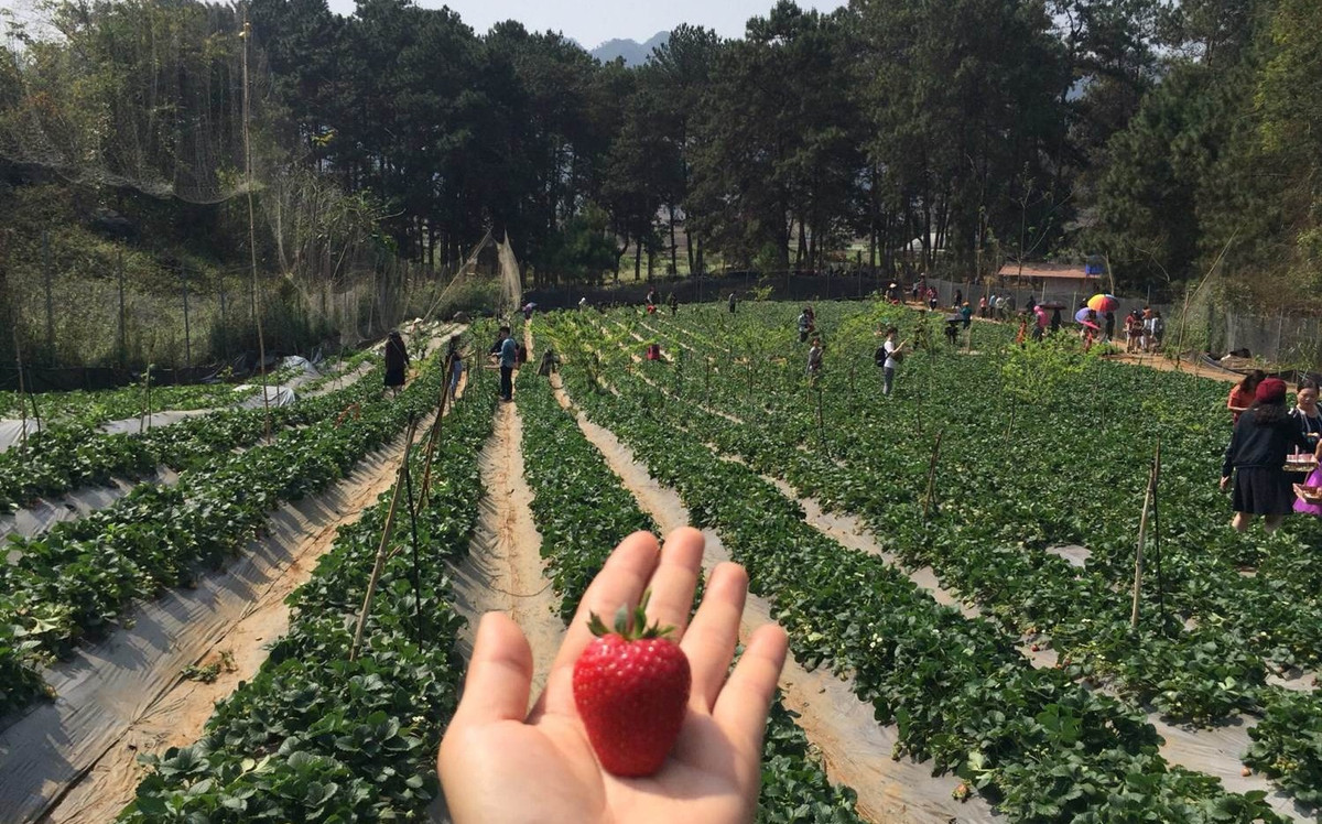 Vườn dâu tây rộng khoảng 6ha, bao gồm hai loại dâu giống Hàn Quốc và Nhật Bản. Ảnh: Facebook.