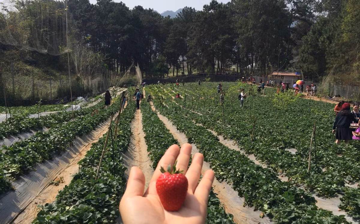 Vườn dâu tây rộng khoảng 6ha, bao gồm hai loại dâu giống Hàn Quốc và Nhật Bản. Ảnh: Facebook.