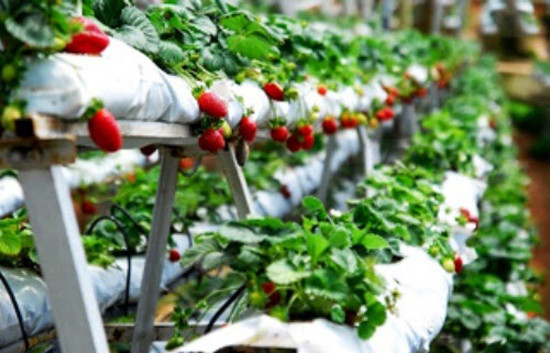 Một phần dâu tây trong vườn phục vụ du khách ăn tại chỗ, phần còn lại cung cấp cho các chuỗi siêu thị, cửa hàng thực phẩm sạch. Ảnh: Facebook.