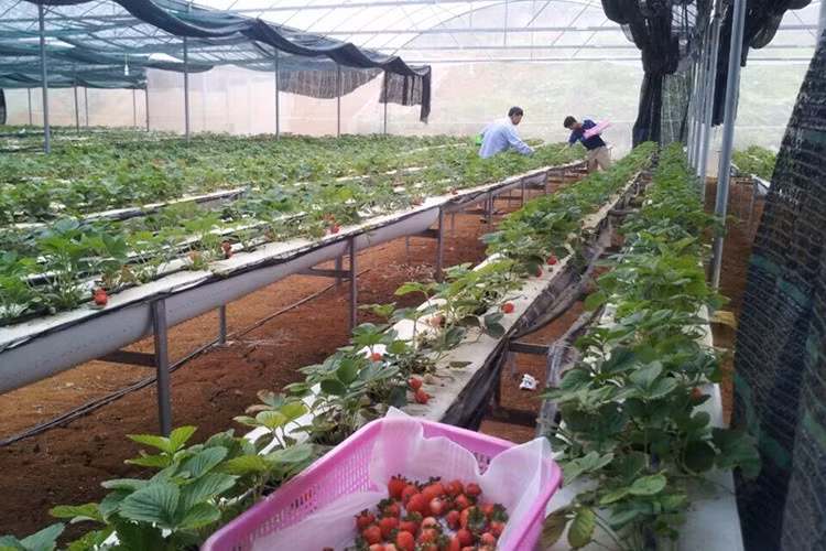 Du khách được tận tay hái dâu tây tươi ngon. Ảnh: Lao động.