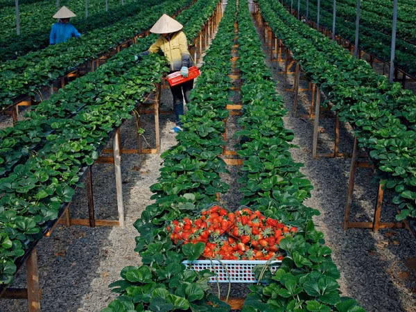 Ngoài ra, vườn dâu tây còn mở cửa cho khách du lịch vào tham quan không mất phí. Ảnh: Dulichtructhang.